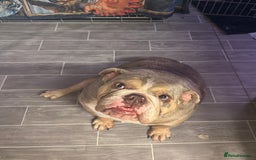 English Bulldog dogs for sale: Female English Bulldog - Image 10