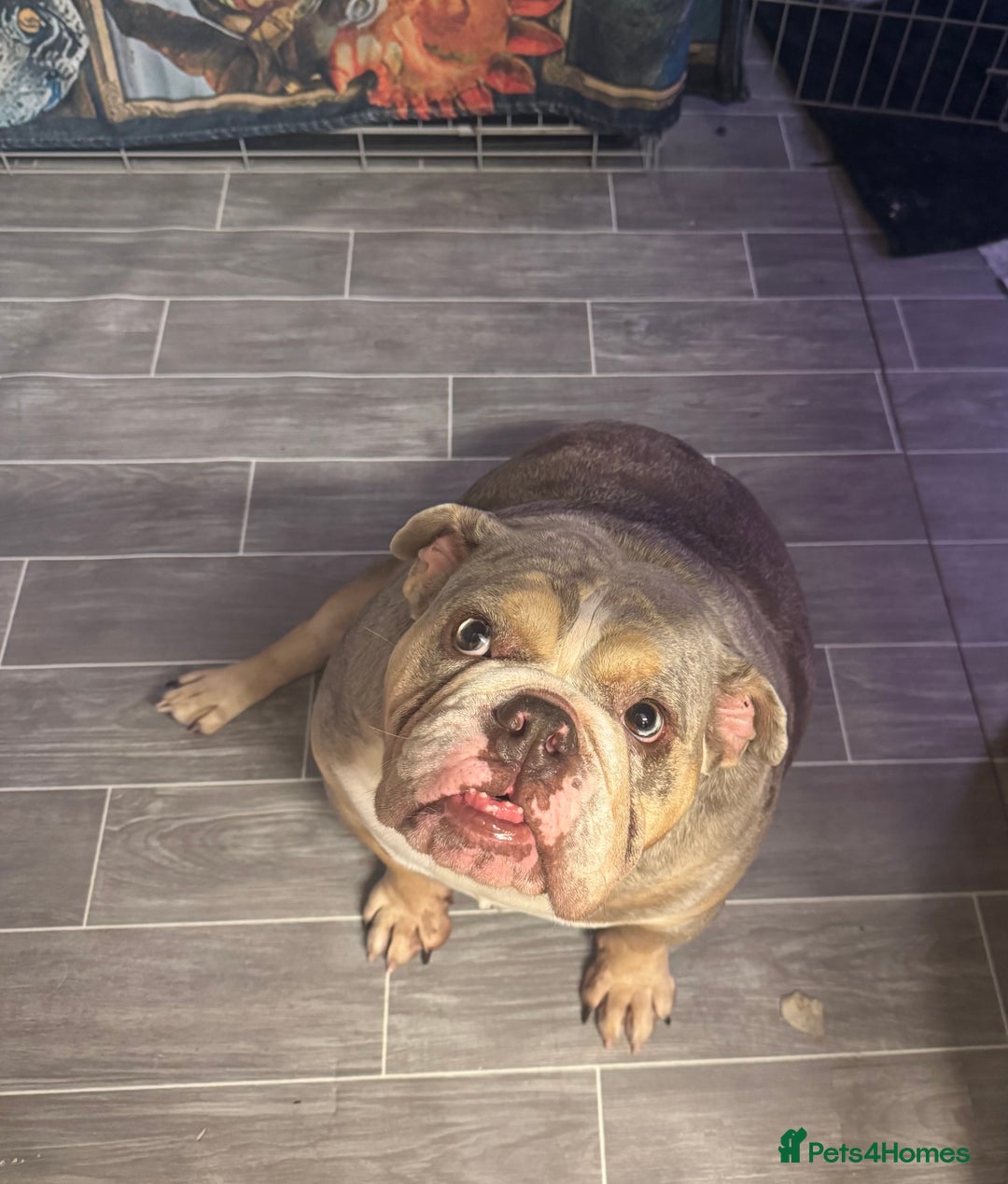 English Bulldog dogs for sale: Female English Bulldog - Image 10