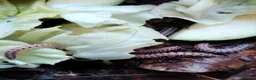 Millipedes invertebrates for sale: Antheromorpha uncinata pink flatback juveniles  - Advert 2