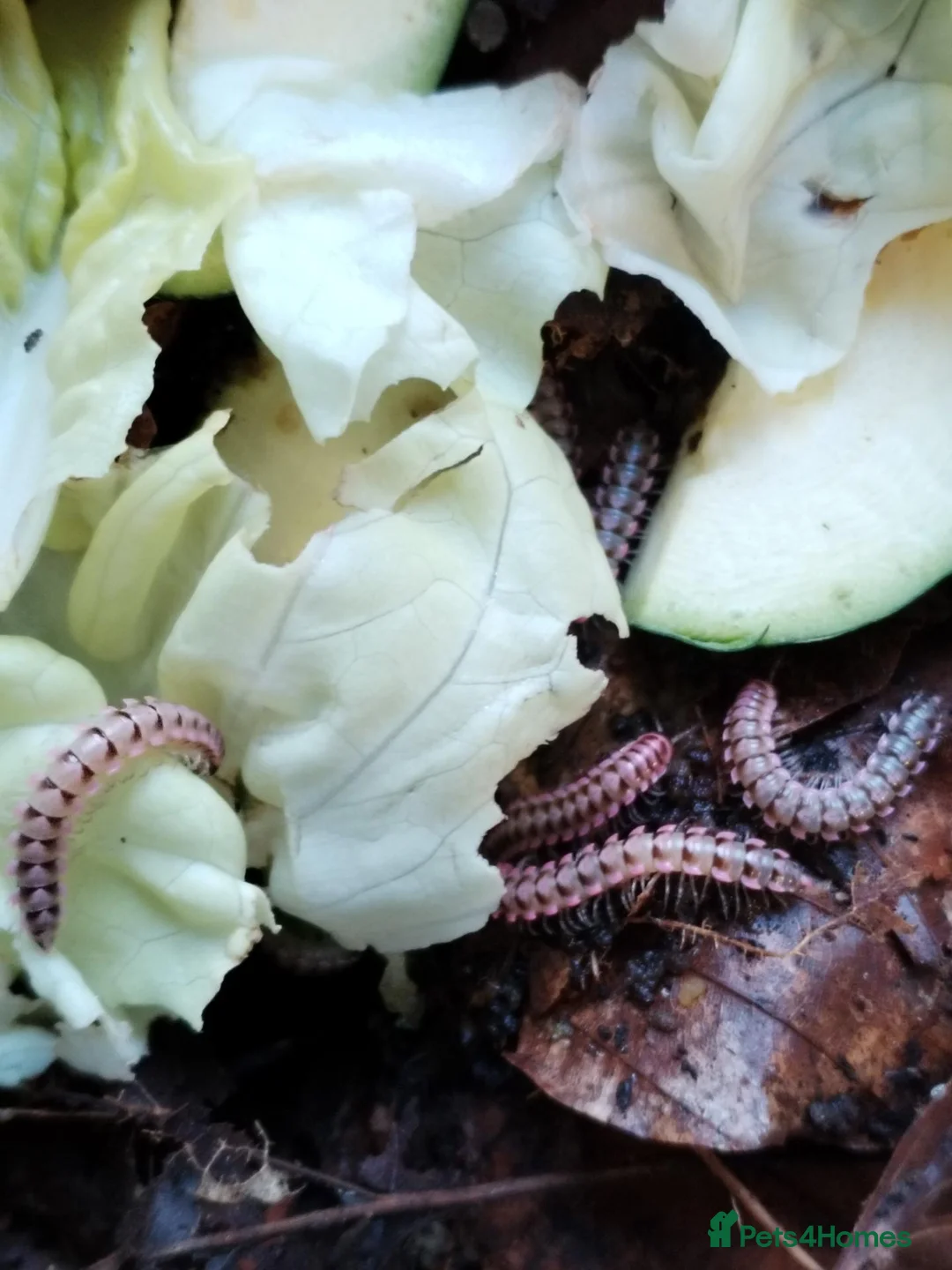 Millipedes invertebrates for sale: Antheromorpha uncinata pink flatback juveniles  - Advert 2