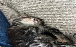 Maine Coon cats for sale: Maine coon kitten. Black tabby pure Maine coon  - Image 12