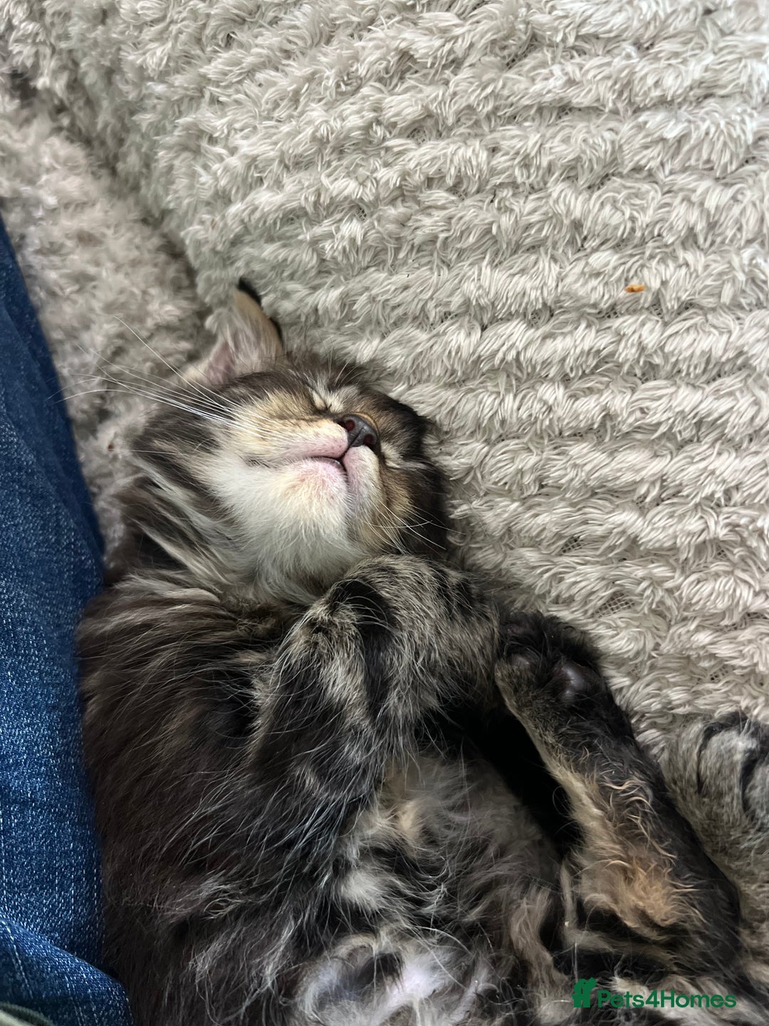 Maine Coon cats for sale: Maine coon kitten. Black tabby pure Maine coon  - Image 12