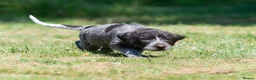 German Wirehaired Pointer dogs for sale: 1ST VACC GIVEN, HEALTH CHECKED KC REG GWP PUPS  - Advert 13