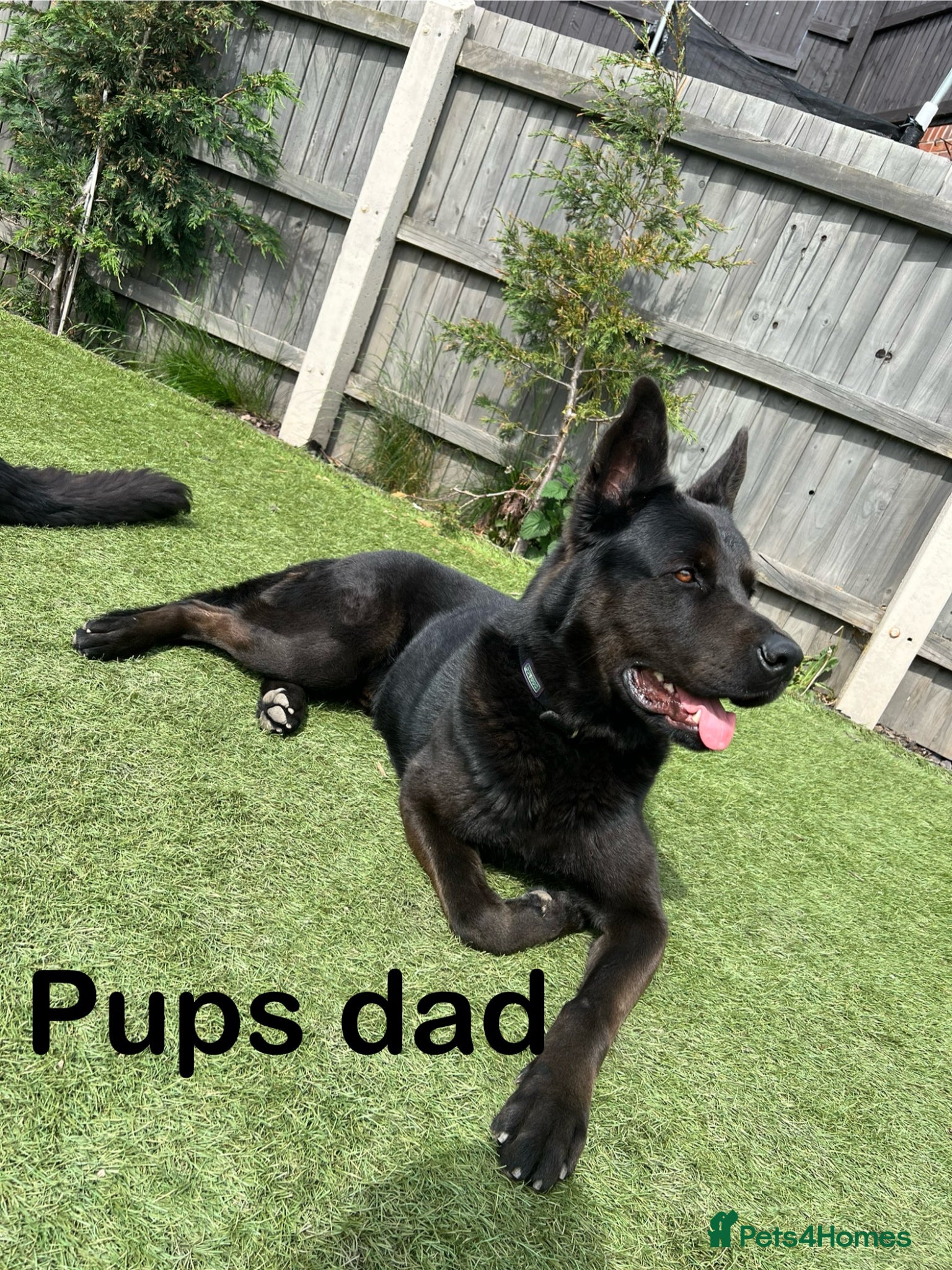 Mixed Breed dogs Slovakian shepherd puppies READY TO LEAVE NOW - Advert 2