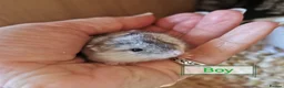 Hamster rodents for sale: Baby Winter white dwarf hamsters  - Advert 12