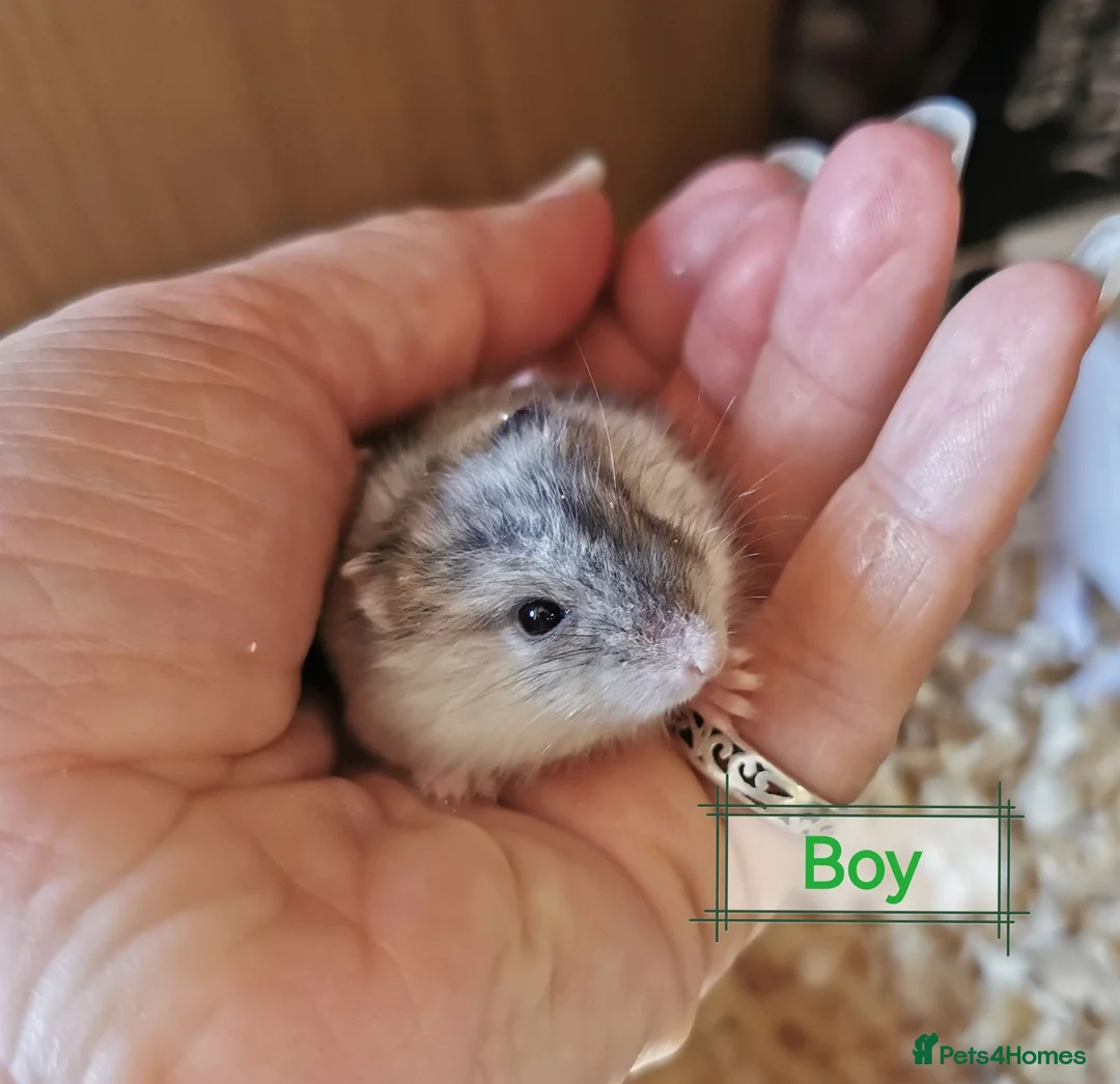 Hamster rodents for sale: Baby Winter white dwarf hamsters  - Advert 12