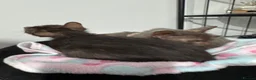 Lykoi cats for sale: Last two Lykoi girls  - Advert 4
