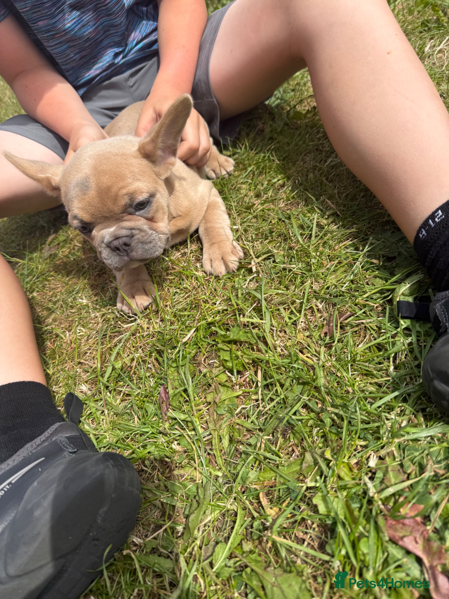 French Bulldog dogs French Bulldog Female ready now - Advert 14