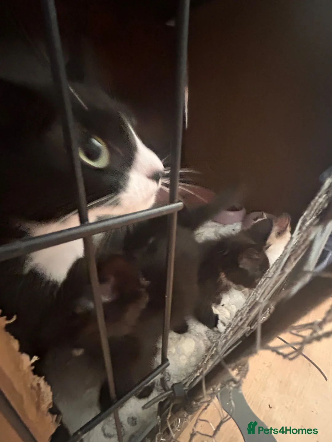 Mixed Breed cats for sale: Ready to leave Siamese x mainecoon x - Advert 2