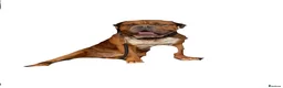Mixed Breed dogs for sale: Duke!  - Advert 2