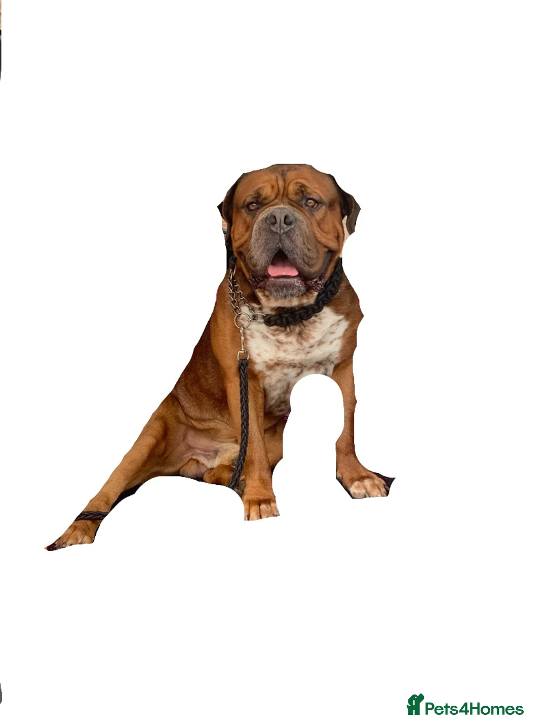 Mixed Breed dogs for sale: Duke!  - Advert 2