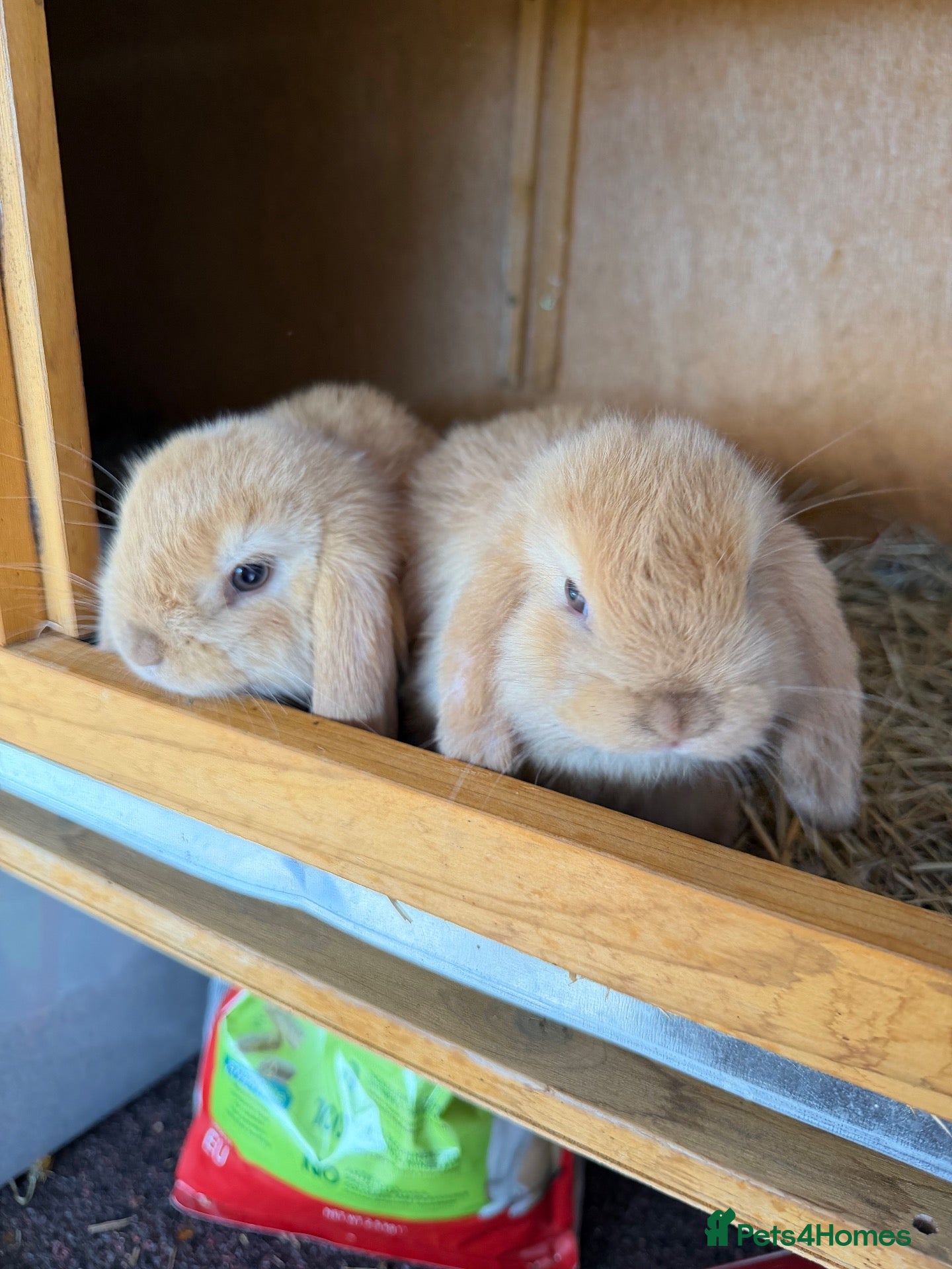 Mini Lop rabbits Mini lop, last boy - Advert 5