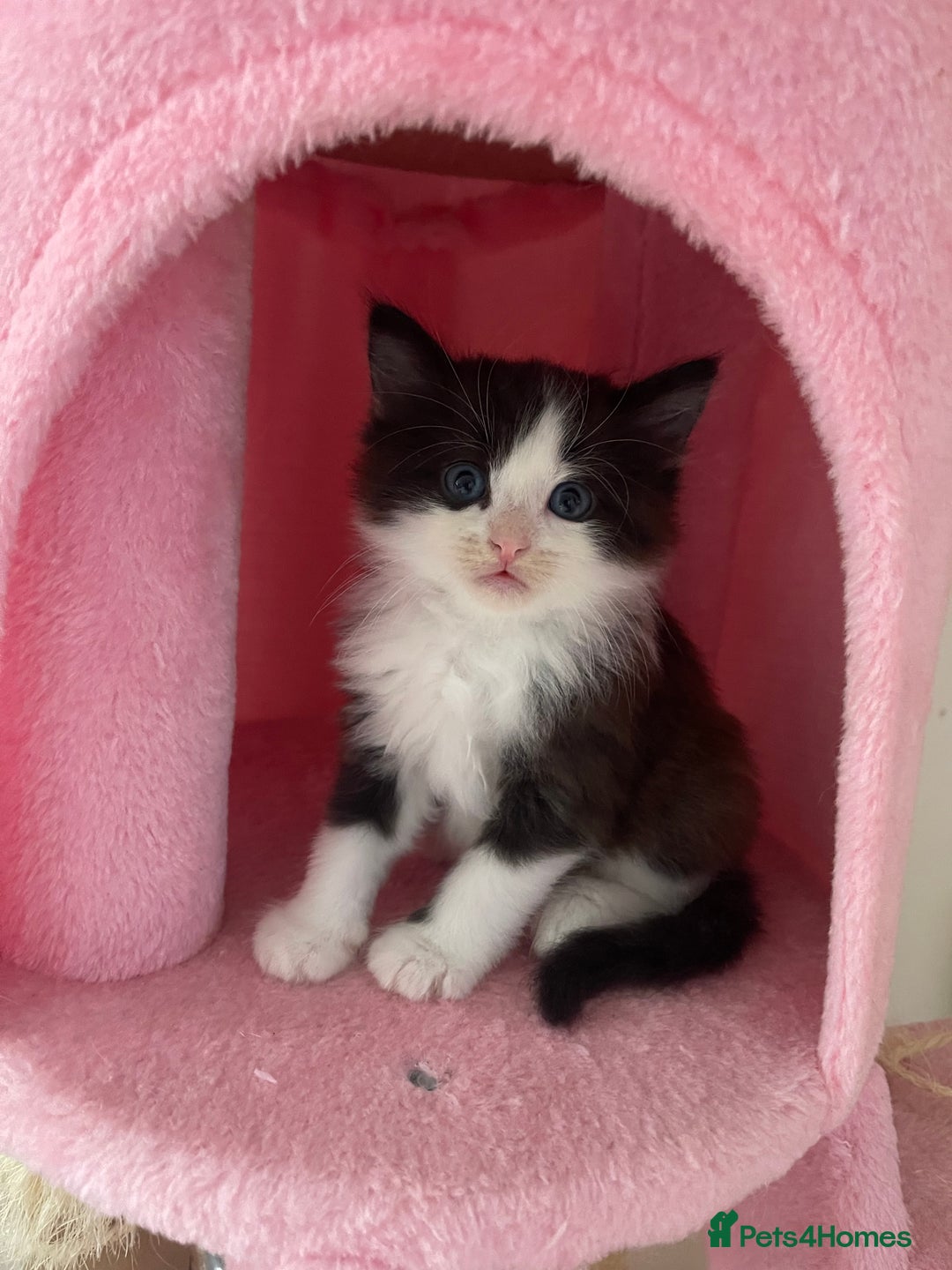 Mixed Breed cats for sale: Mixed /Ragdoll - Image 2