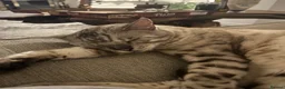 Bengal cats for sale: Otis - 6 year old snow bengal  in Southampton - Advert 6