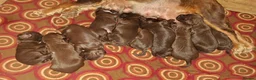 Cocker Spaniel dogs for sale: Show Cocker X Working Cocker Puppies For Sale.  - Advert 2