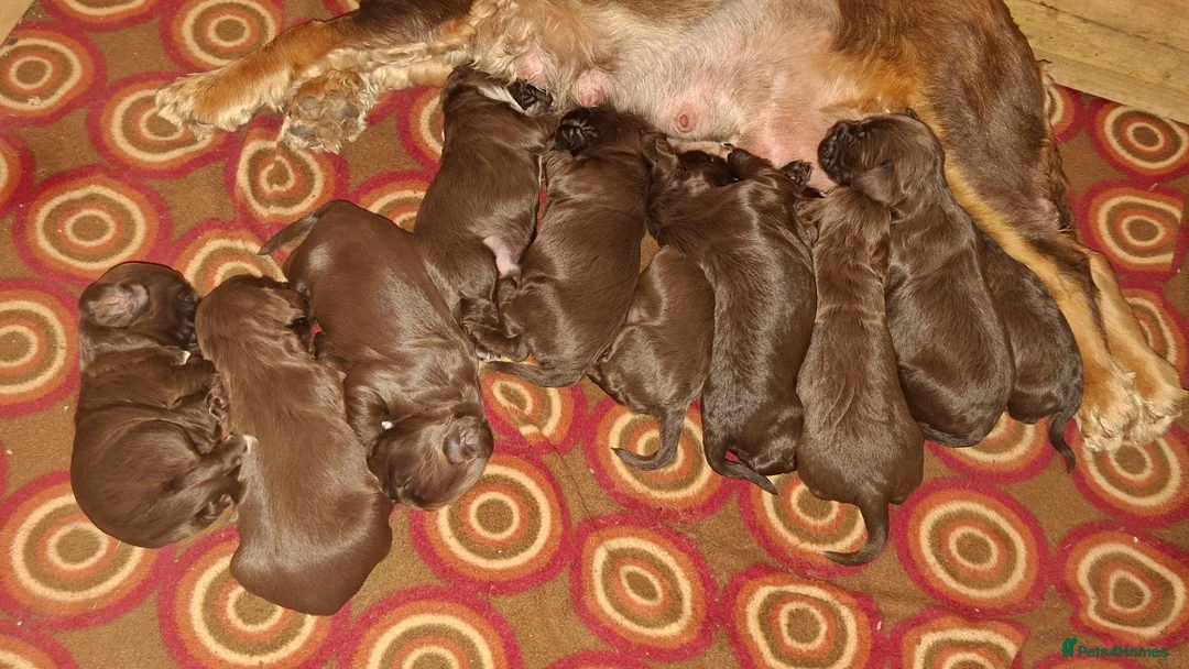 Cocker Spaniel dogs for sale: Show Cocker X Working Cocker Puppies For Sale.  - Advert 2