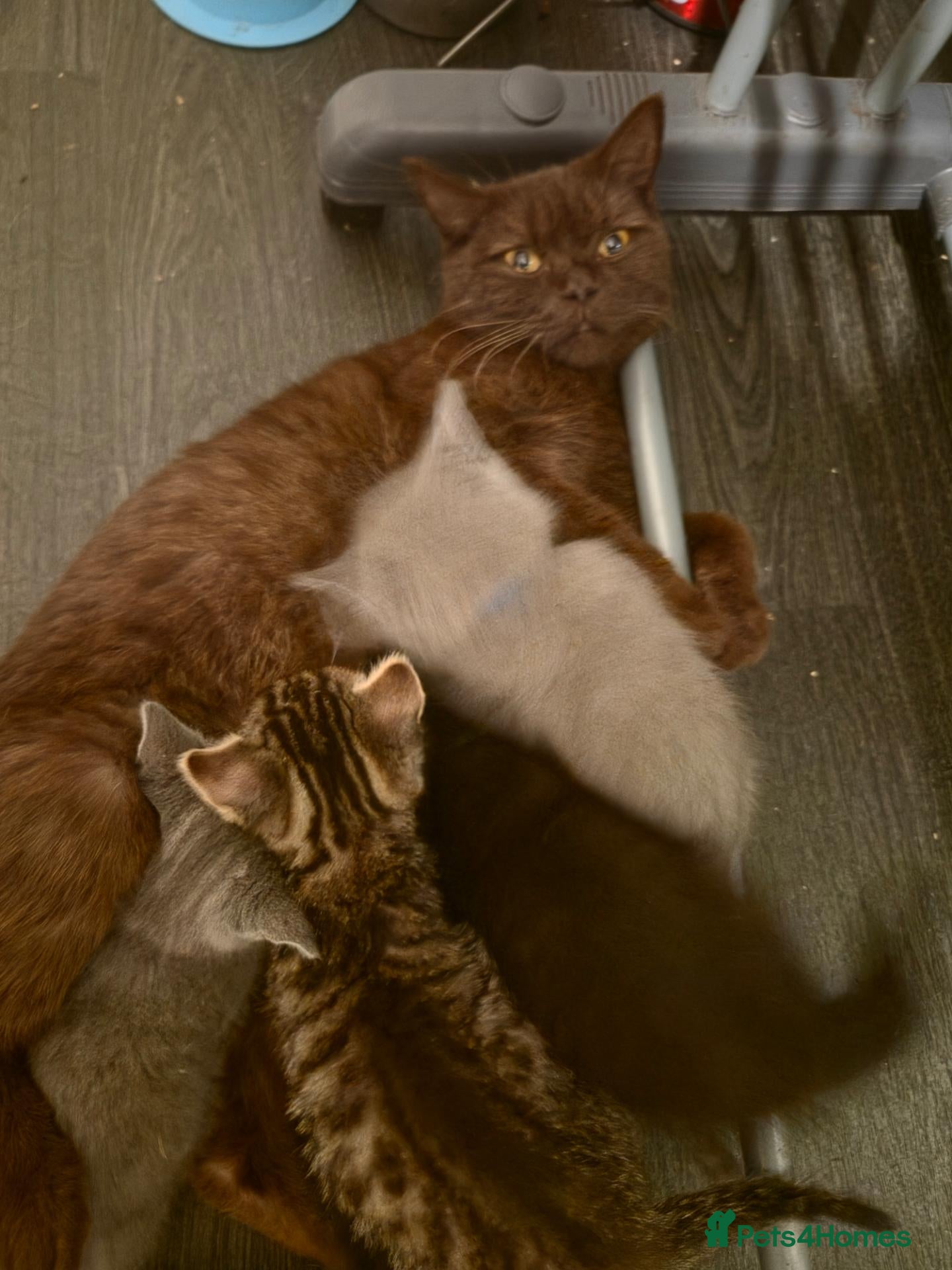 British Shorthair cats British Shorthair x Domestic Shorthair - Advert 17