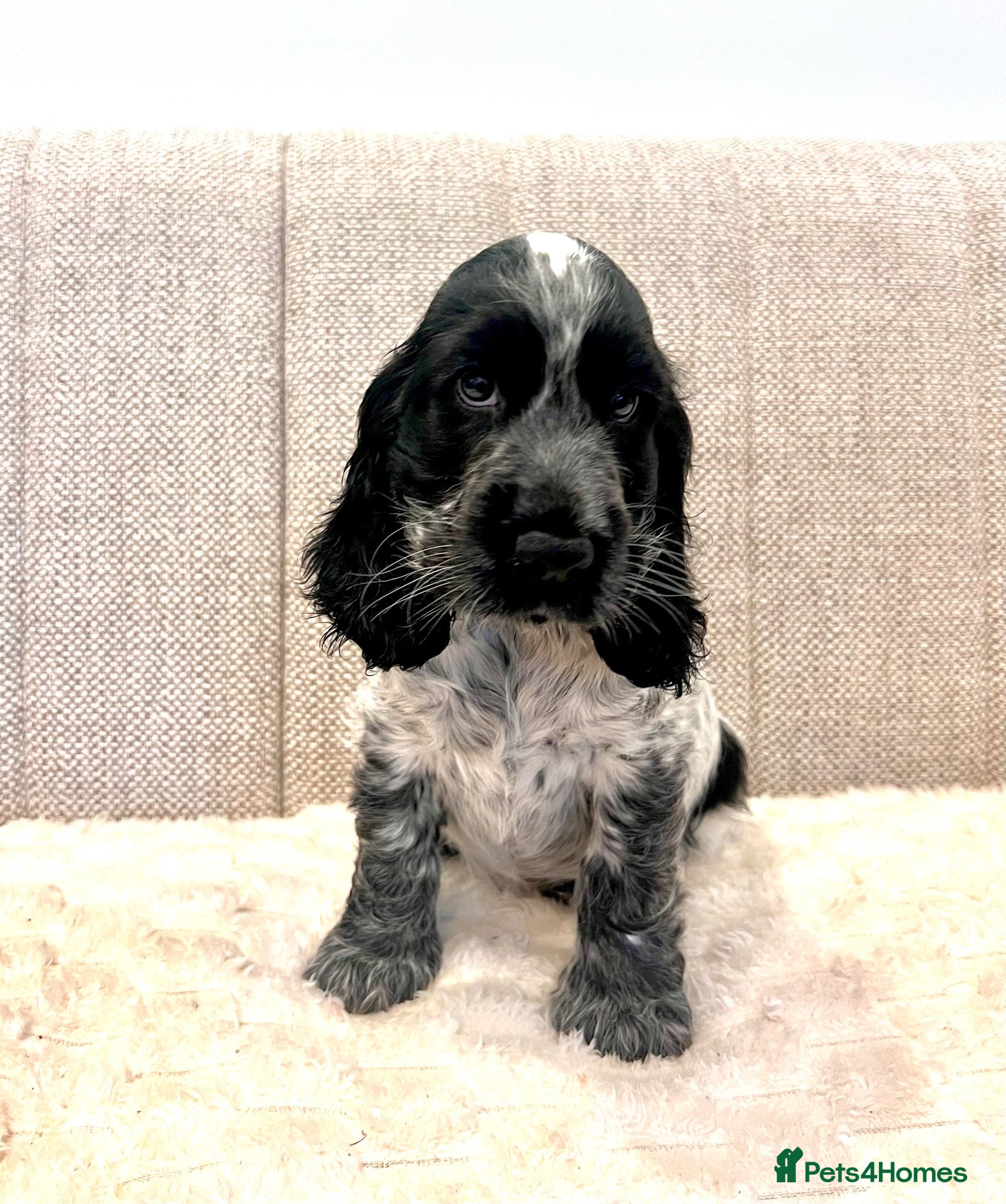 Cocker Spaniel dogs Cocker Spaniel Puppies  - Advert 1
