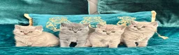 British Shorthair cats for sale: 🇬🇧👑🇬🇧💙British Shorthair😻💙Gccf chunky girls - Advert 1