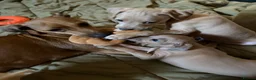 Italian Greyhound dogs for sale: Italian Greyhound pups  in Sutton-in-Ashfield - Advert 8