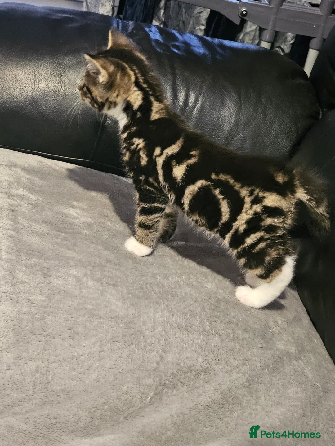 Mixed Breed cats for sale: Female tabby kitten  - Advert 2
