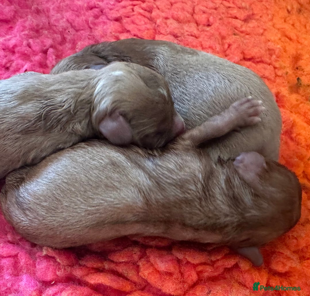 Cavapoo dogs for sale: Cavapoo Puppies - Advert 9