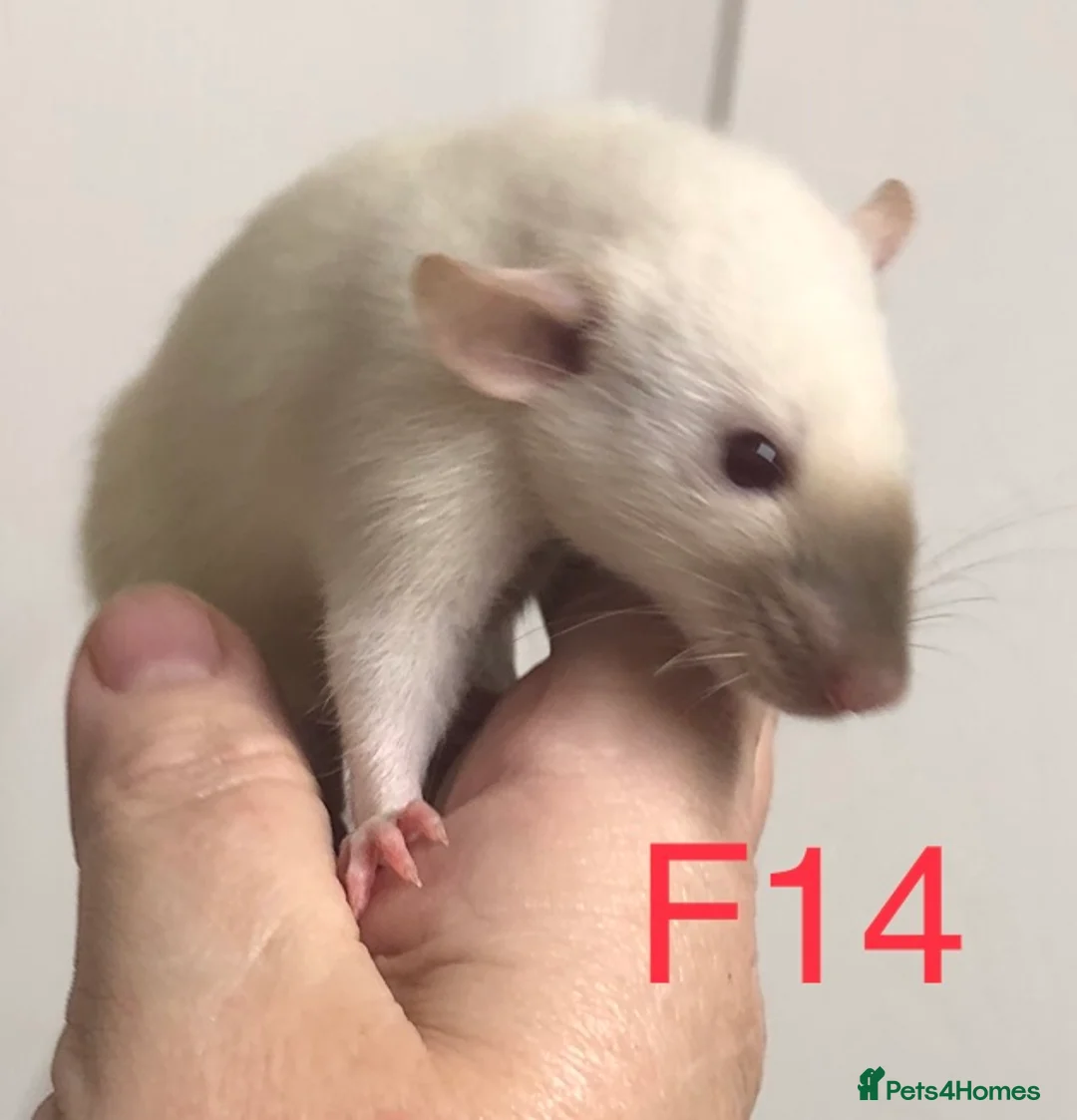 Rat rodents for sale: Beautiful tame fancy rats - Advert 12