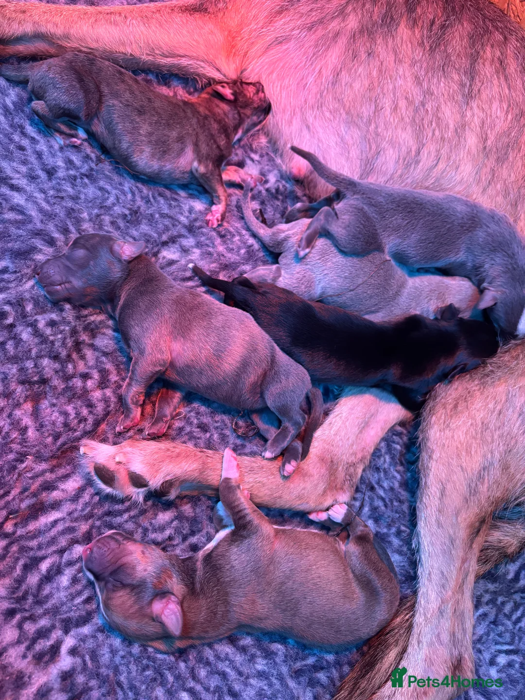 Mixed Breed dogs for sale: Bedlington/Whippet/Lurcher puppies - Advert 13