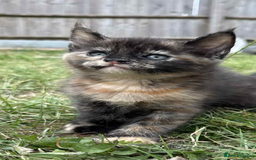 Maine Coon cats for sale: 3/4 mainecoon kittens polydactyl  - Image 6