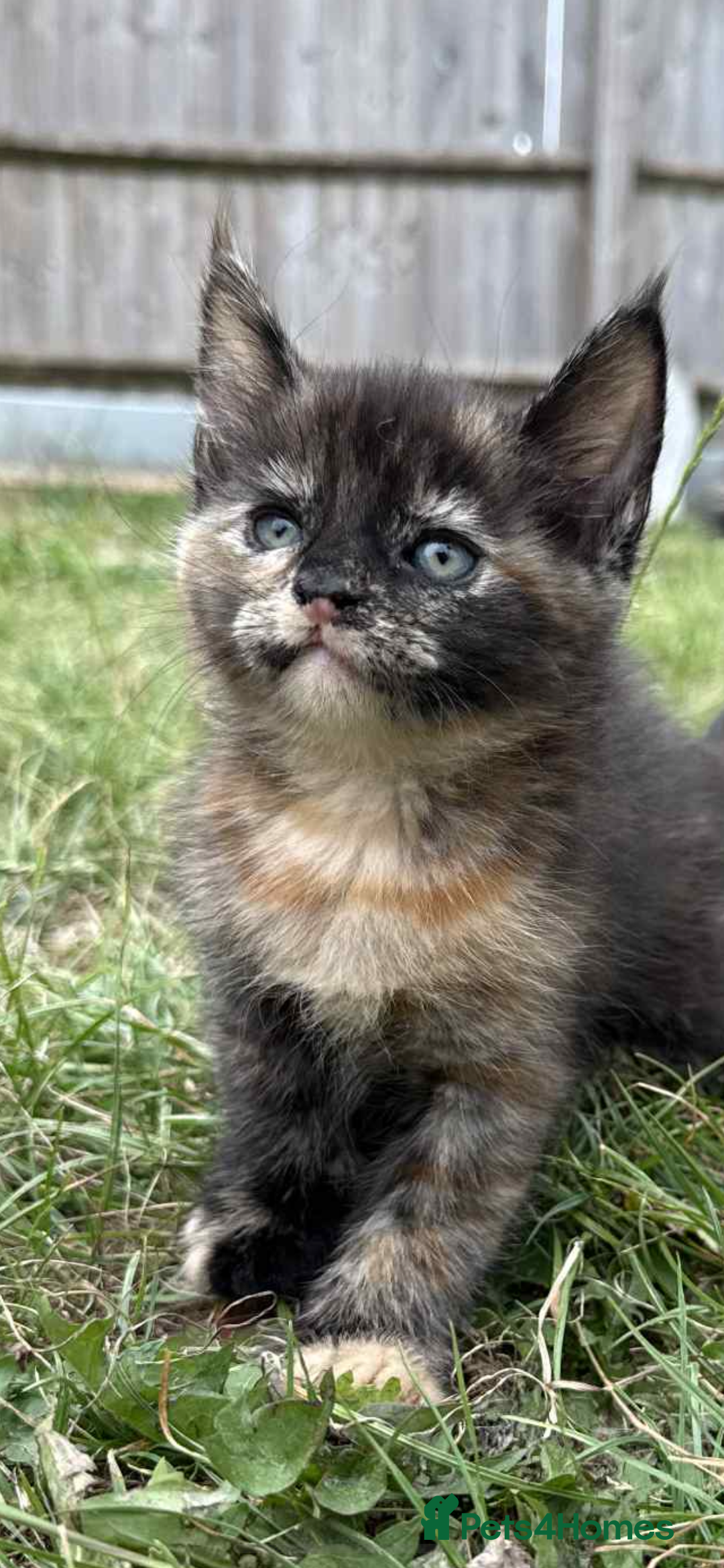 Maine Coon cats for sale: 3/4 mainecoon kittens polydactyl  - Image 6