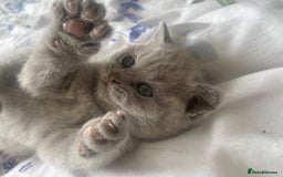 British Shorthair cats for sale: British short hair  - Image 2