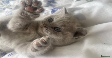 British Shorthair cats - Advert 3