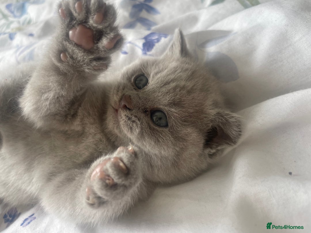 British Shorthair cats for sale: British short hair  - Image 2