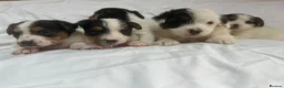 Jack Russell dogs for sale: Miniature jack Russle puppies - Advert 4
