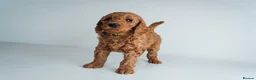 Labradoodle dogs for sale: LAST FEW PUPS - F2B Labradoodle Puppies - Advert 17