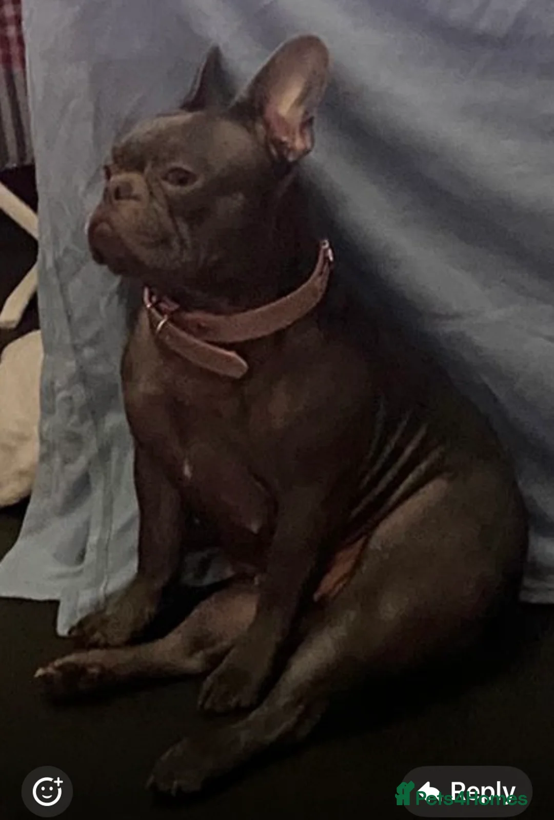 French Bulldog dogs for sale: 4 beautiful French bulldogs in Walsall - Advert 5