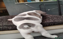 French Bulldog dogs for sale: French bulldog puppies 2 boys 1 girl left in Chatham - Image 18