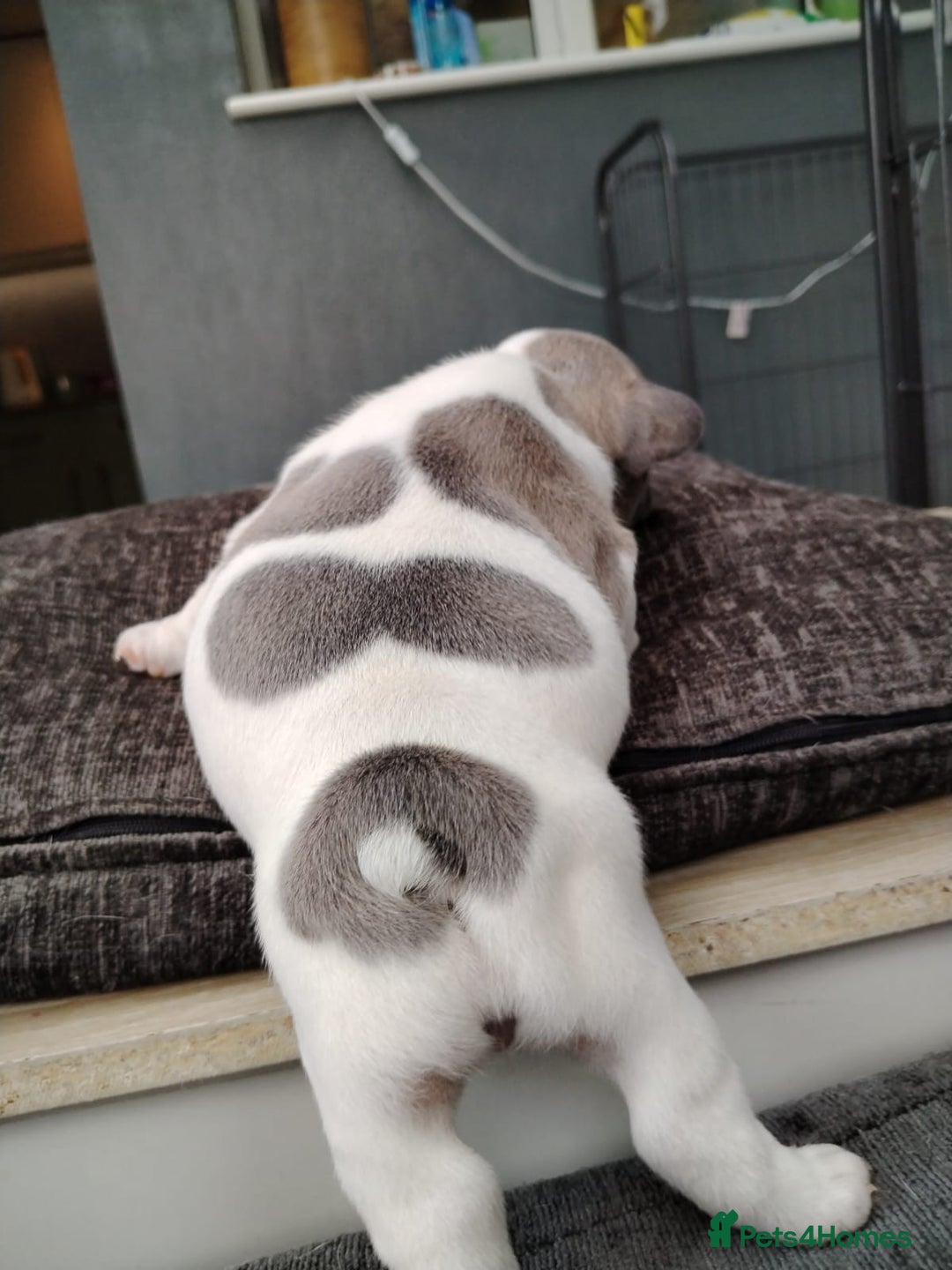 French Bulldog dogs for sale: French bulldog puppies 2 boys 1 girl left in Chatham - Image 18