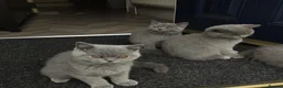 British Shorthair cats for sale: British shorthair blue  - Advert 9