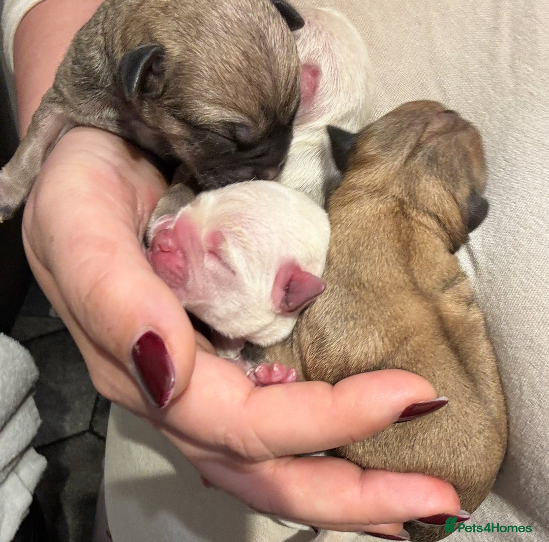 Chug dogs for sale: Lovely playful Chihuahua x Pug Puppies Boys Girls  - Advert 19