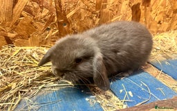 Mini Lop rabbits for sale: 2 Female Minilop Babies for sale £100 for the pair - Image 8