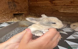 Mini Lop rabbits for sale: Mini Lops & Mini Lion Lops. Separate litters - Image 21