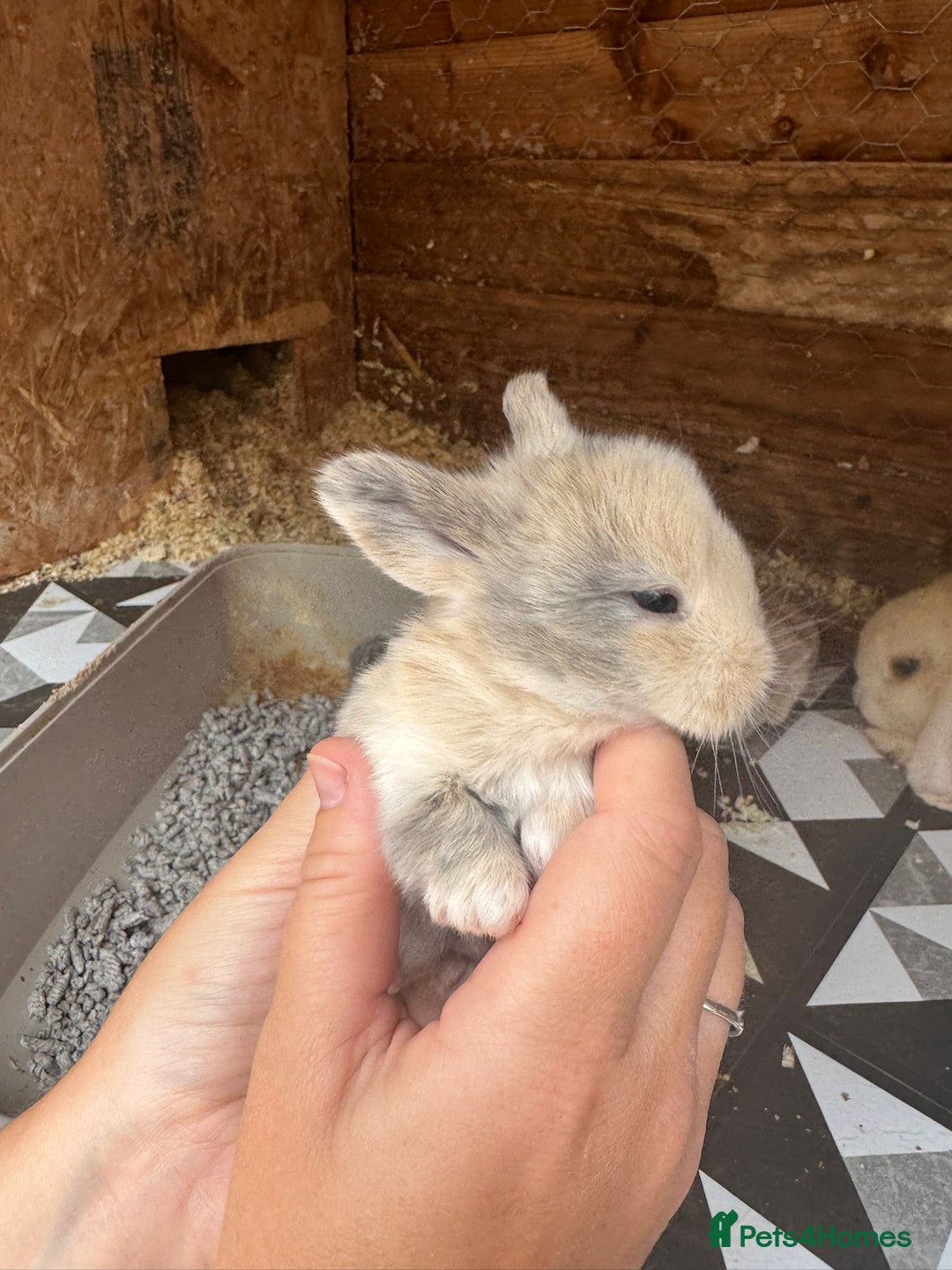 Mini Lop rabbits for sale: Mini Lops & Mini Lion Lops. Separate litters - Image 21