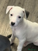 Whippet dogs - Advert 1