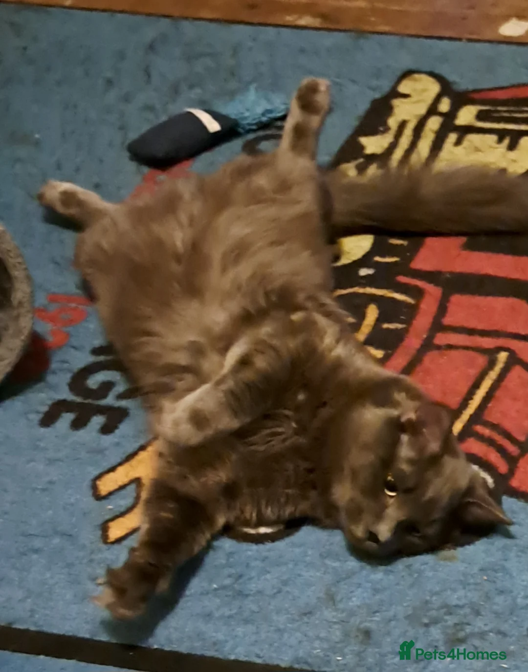 Siberian cats for stud: Blue reg, health tested Classic Siberian for STUD - Advert 3