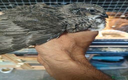 Quail poultry for sale: Mixed Japanese Courtnix Quails - Image 7