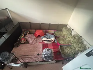 Guinea Pig rodents 4 female guinea pigs with cage - Advert 1