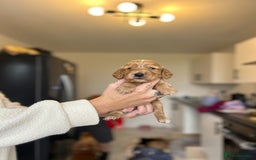 Cocker Spaniel dogs for sale: Cocker spaniels ( show type)  - Image 9