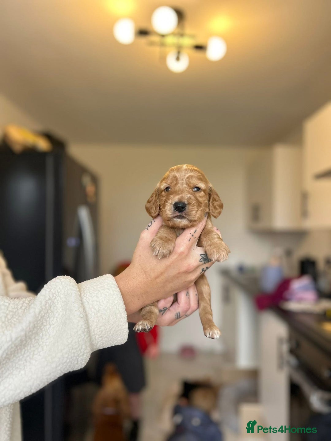 Cocker Spaniel dogs for sale: Cocker spaniels ( show type)  - Image 9