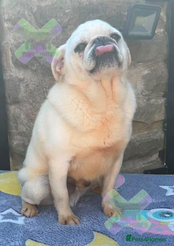 Pug dogs Adult white pug neutered retired home required  - Advert 1